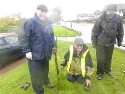 Crocus Planting